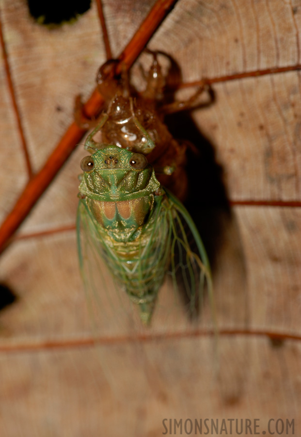 Cicadidae sp [105 mm, 1/60 sec at f / 10, ISO 100]